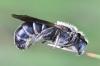 Chelostoma rapunculi